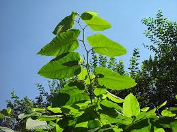 Attēlu rezultāti vaicājumam “Reynoutria sachalinensis leaf”
