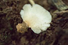 Attēlu rezultāti vaicājumam “Crepidotus applanatus”