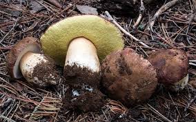 Attēlu rezultāti vaicājumam “Boletus pinophilus”