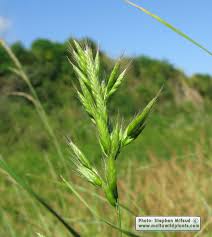 Attēlu rezultāti vaicājumam “Bromus hordeaceus subsp. hordaceus”