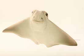 Image result for Rhinoptera bonasus