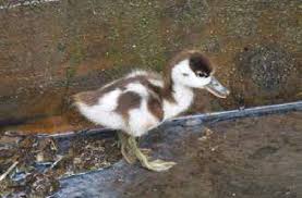 Attēlu rezultāti vaicājumam “Tadorna tadorna juvenile”