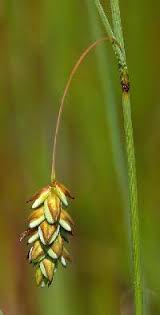 Attēlu rezultāti vaicājumam “Carex limosa”