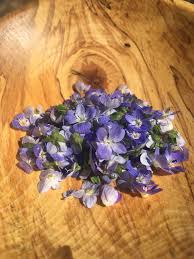 Attēlu rezultāti vaicājumam “Veronica filiformis bud”