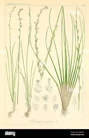 Attēlu rezultāti vaicājumam “Triglochin palustre”