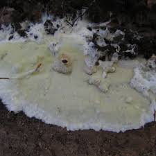 Attēlu rezultāti vaicājumam “Gloeoporus pannocinctus”