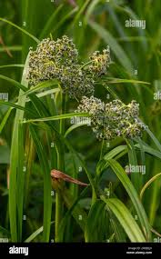 Attēlu rezultāti vaicājumam “Scirpus sylvaticus flower”