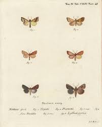 Attēlu rezultāti vaicājumam “Mythimna flammea”