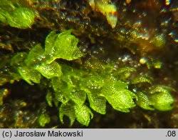 Attēlu rezultāti vaicājumam “Cephalozia bicuspidata sporophyte”