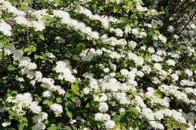 Attēlu rezultāti vaicājumam “Spiraea chamaedryfolia”