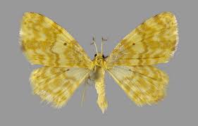 Attēlu rezultāti vaicājumam “Hydrelia flammeolaria”