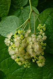 Attēlu rezultāti vaicājumam “Menispermum dauricum leaf”