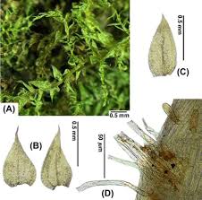 Attēlu rezultāti vaicājumam “Eurhynchium hians”