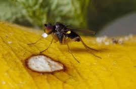 Attēlu rezultāti vaicājumam “Dolichopodidae”