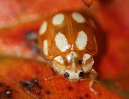 Attēlu rezultāti vaicājumam “Calvia decemguttata”