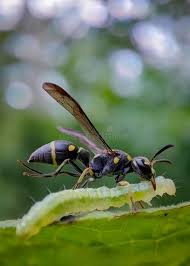 Attēlu rezultāti vaicājumam “Eumenes sp.”