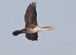 Image result for Phalacrocorax auritus