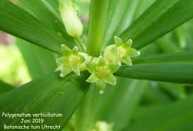 Attēlu rezultāti vaicājumam “Polygonatum verticillatum”