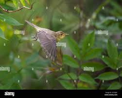 Attēlu rezultāti vaicājumam “Hippolais icterina adult”