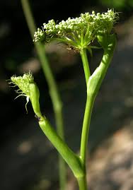 Attēlu rezultāti vaicājumam “Libanotis montana”