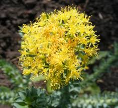 Attēlu rezultāti vaicājumam “Rhodiola rosea flower”