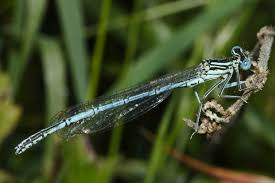 Attēlu rezultāti vaicājumam “Platycnemis pennipes”