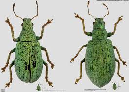 Attēlu rezultāti vaicājumam “Polydrusus tereticollis”