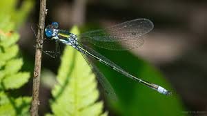 Attēlu rezultāti vaicājumam “Lestes dryas”