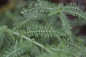 Attēlu rezultāti vaicājumam “Achillea millefolium leaf”
