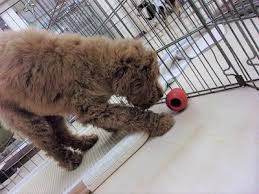 Image result for 生理現象ラキ