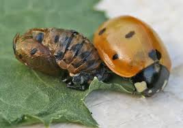 Attēlu rezultāti vaicājumam “Coccinella septempunctata imago”