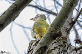 Attēlu rezultāti vaicājumam “Picus canus female”