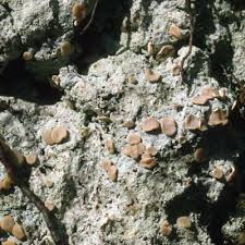 Attēlu rezultāti vaicājumam “Icmadophila ericetorum”