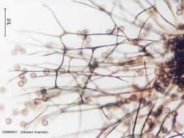 Attēlu rezultāti vaicājumam “Physarum bitectum”