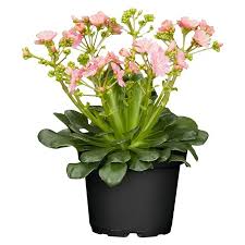 Image result for Bitterwurz