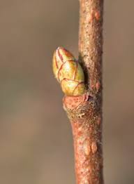 Attēlu rezultāti vaicājumam “Corylus avellana bud”