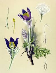 Image result for Pulsatilla