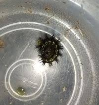 Attēlu rezultāti vaicājumam “Euphydryas maturna larva”