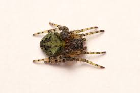 Attēlu rezultāti vaicājumam “Gibbaranea gibbosa”