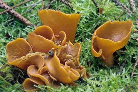 Attēlu rezultāti vaicājumam “Otidea leporina”