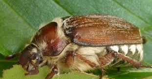 Attēlu rezultāti vaicājumam “Melolontha melolontha”