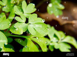 Attēlu rezultāti vaicājumam “Corydalis solida leaf”