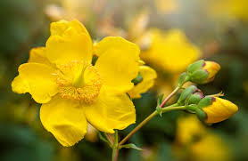 Attēlu rezultāti vaicājumam “Hypericum perforatum flower”