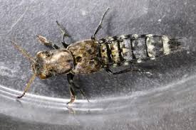 Attēlu rezultāti vaicājumam “Ontholestes murinus”