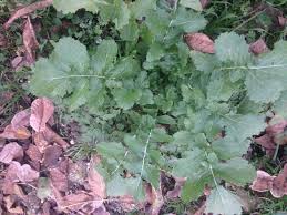 Attēlu rezultāti vaicājumam “Sinapis arvensis leaf”