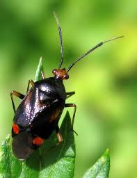 Attēlu rezultāti vaicājumam “Deraeocoris ruber”