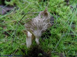 Attēlu rezultāti vaicājumam “Arrhenia spatulata”