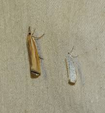 Attēlu rezultāti vaicājumam “Agonopterix hypericella imago”