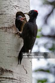 Attēlu rezultāti vaicājumam “Dryocopus martius nest”