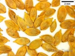 Attēlu rezultāti vaicājumam “Carex appropinquata fruit”